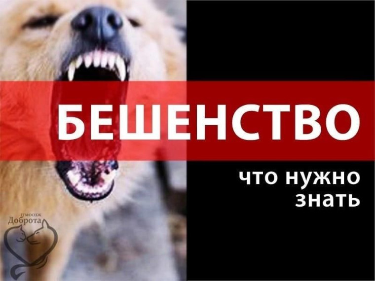 ‼ ВНИМАНИЕ ‼ ⚡БЕШЕНСТВО⚡.
